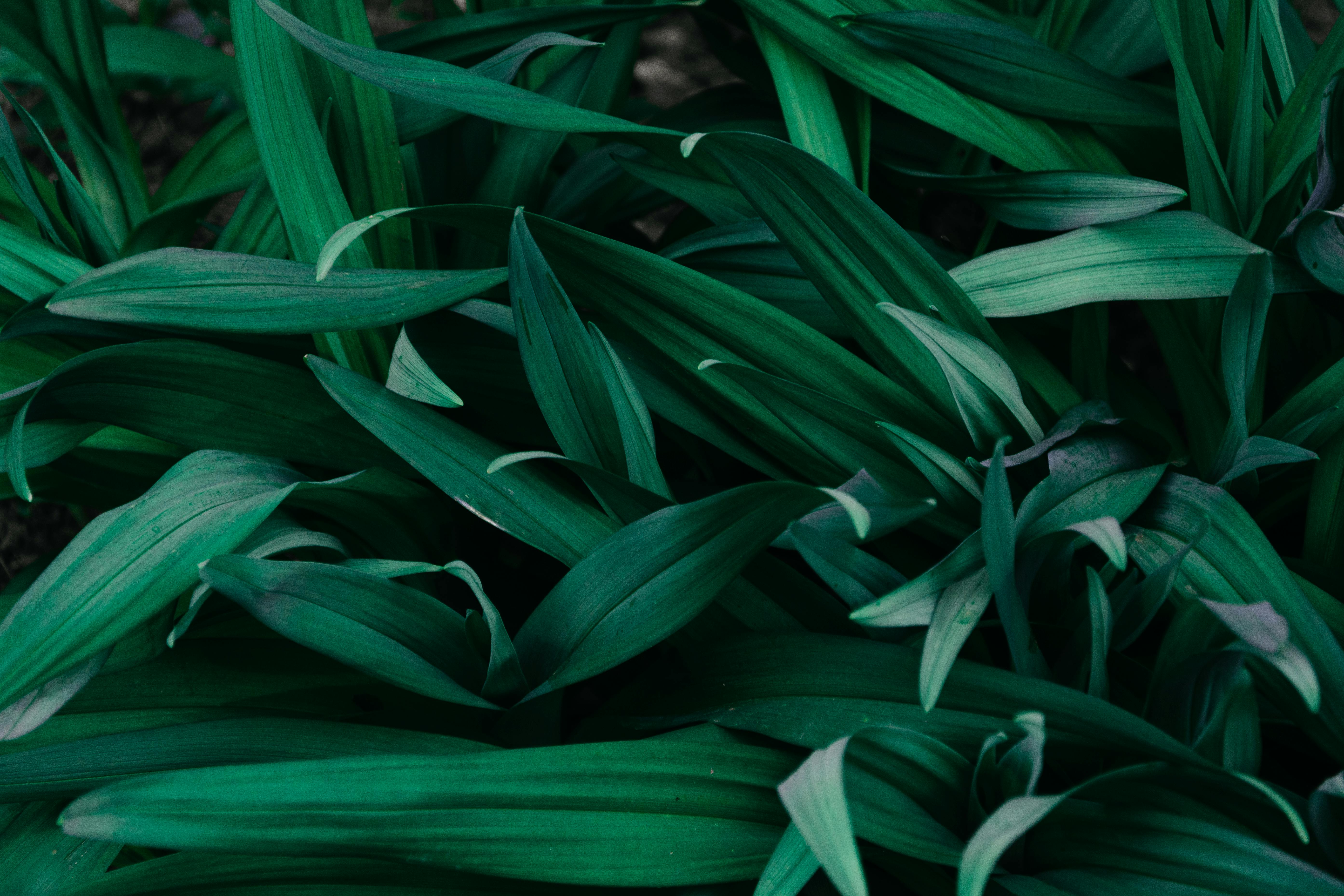 flower image